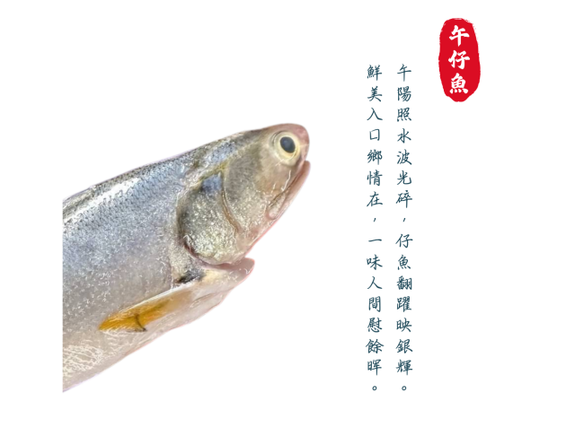 午仔魚