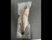 七星鱸魚