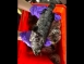 龍虎石斑魚