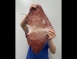 巨無霸魷魚翅
